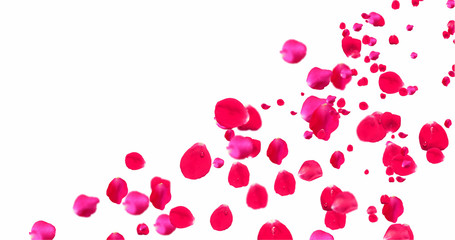 Rose Petals with White Background