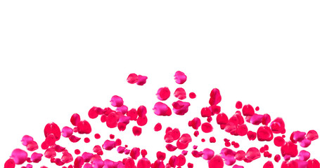 Rose Petals with White Background