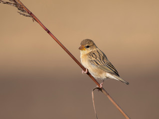 Baya weaver on perch