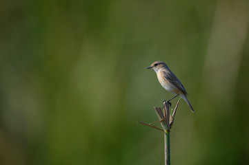 Stonechat (Saxicola torquatus) on the branch