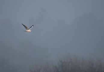 Black headed gull close in FLight