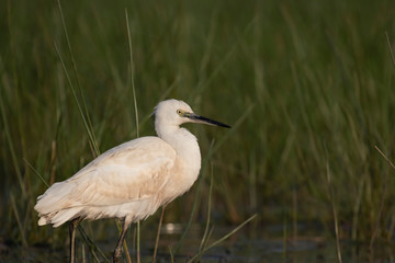 Little Egret in wetland
