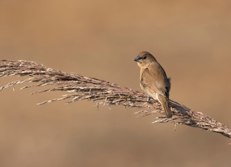Spotted munia bird on Perch