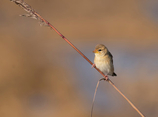 Baya weaver on perch