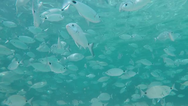 peces nadando en  el mar de una playa de mallorca