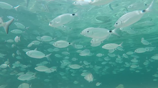 peces nadando en aguas cristalinas de color turquesa
