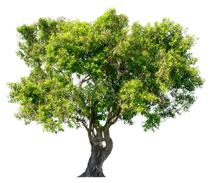 The tree is completely separated from the white ba background Scientific name Dipterocarpus alatus