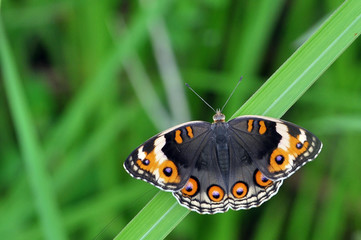  butterfly on leaf