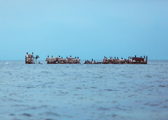 Birds sitting on an rocky manmade structure island in the middle of the sea just out of the harbour in Germany