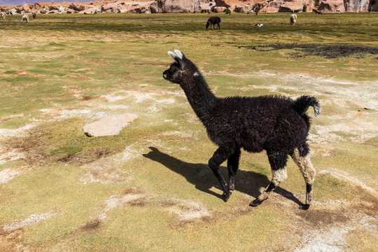 Lamas herd at Laguna negra in Bolivia