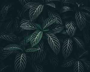 Tropical leaves texture,Abstract nature leaf green wall texture background.vintage dark tone,picture can used wallpaper desktop.
