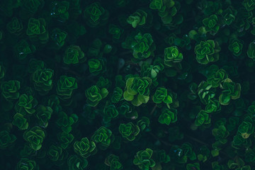 Tropical leaves texture,Abstract nature leaf green wall texture background.vintage dark tone,picture can used wallpaper desktop.