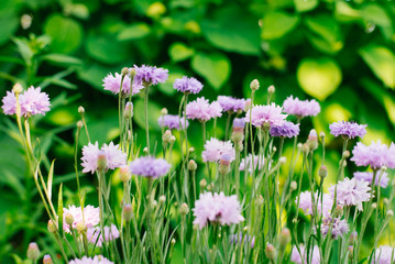 Landscape design in the garden. Field of lilac cornflowers