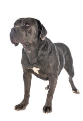 cane corso in studio