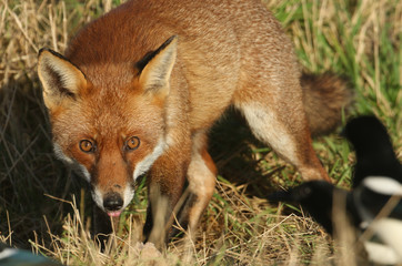Naklejka na ściany i meble A magnificent hunting wild Red Fox, Vulpes vulpes, poking out its tongue.