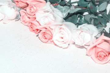 The roses are set on white background