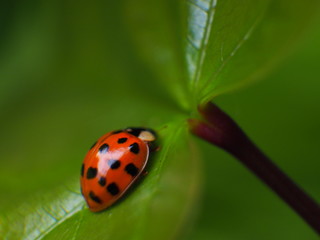 coccinelle sur plante grasse