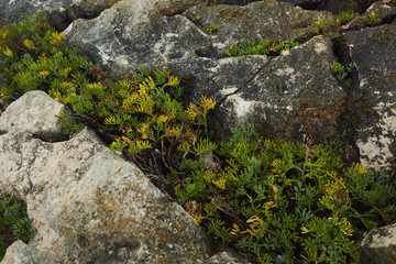 old stone wall and green grass