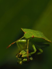 Punaise verte macro
