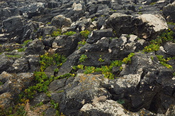 old stone wall and green grass