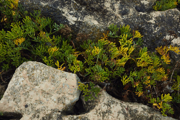 old stone wall and green grass