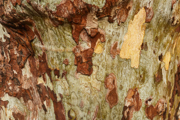 texture of bark of tree