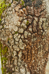bark of a tree