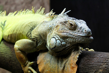 iguana on a branch