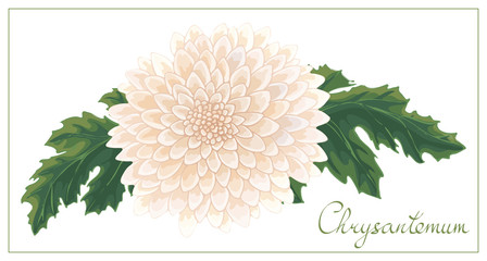 Vector floral illustration with pink chrysanthemum isolated on a white background