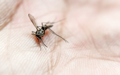 Close-up or macro pictures of mosquitoes on the skin