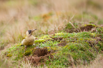 Green woodpecker (Picus viridis) looking for food.