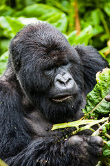 VOLCANOES NATIONAL PARK, RWANDA A male silverback gorilla (gorilla berengei berengei) eats from a tree.