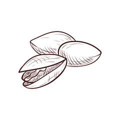 vector drawing pistachio nuts
