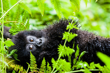 VOLCANOES NATIONAL PARK, RWANDA Infant mountain gorilla (gorilla berengei berengei) in habitat. Endangered on the IUCN red list. © Dave