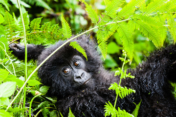 VOLCANOES NATIONAL PARK, RWANDA Infant mountain gorilla (gorilla berengei berengei) in habitat....