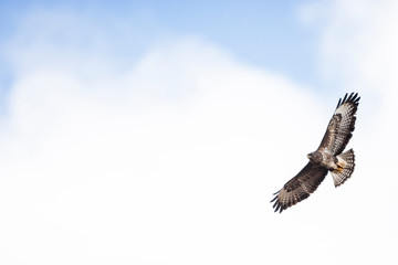 Fototapeta na wymiar Isle of Mull, Scotland. Common buzzard (Buteo buteo) in flight.