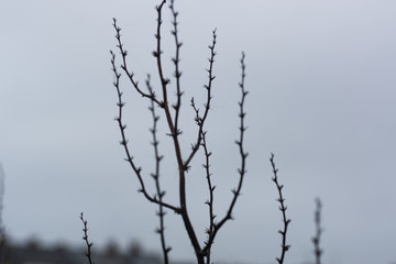 branches of tree