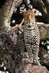 Masai Mara, Kenya. Leopard (Panthera pardus pardus) sitting in tree.