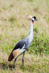 Masai Mara, Kenya. Grey crowned crane (Balearica regulorum) standing in habitat.