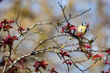 Blue tit on branch