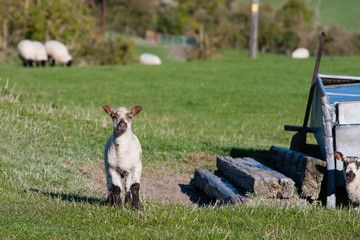 Obraz na płótnie Canvas BUCKINGHAMSHIRE, UK A solitary Spring lamb.