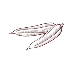 vector drawing okra