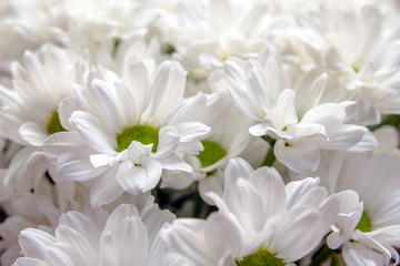 Fototapeta na wymiar Bouquet of white chrysanthemums shot close-up