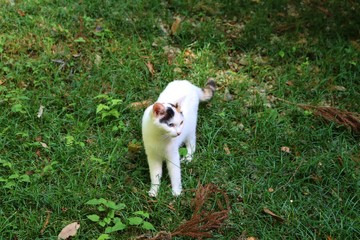 ねこ　みけねこ　のら　秋　風景　