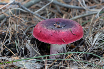 mushroom in the forest
