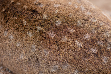 Wild Deer Brown fur skin hair animal texture closeup high detail macro shot.