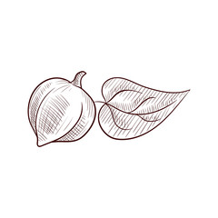 vector drawing tung tree fruit