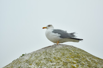 seagull on a rock