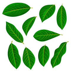 Fototapeta premium vector drawing leaves