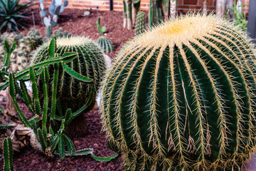 Echinocactus grusonii, popularly known as the golden barrel cactus, golden ball or mother-in-law's cushion, is specie of cactus, and is endemic to east-central Mexico.